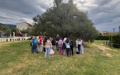 Učenici obrezuju 1500-godišnju maslinu u okviru projekta “S ljubavlju te spominjem”