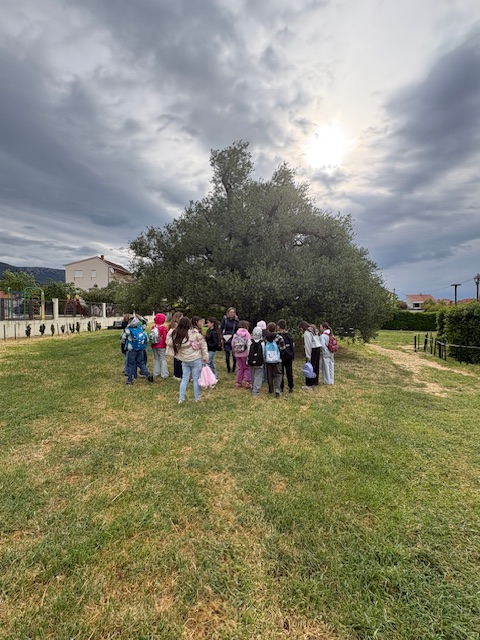Učenici obrezuju 1500-godišnju maslinu u okviru projekta “S ljubavlju te spominjem”